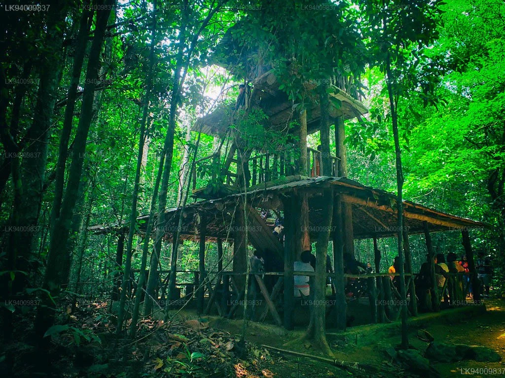 Kanneliya Forest 1