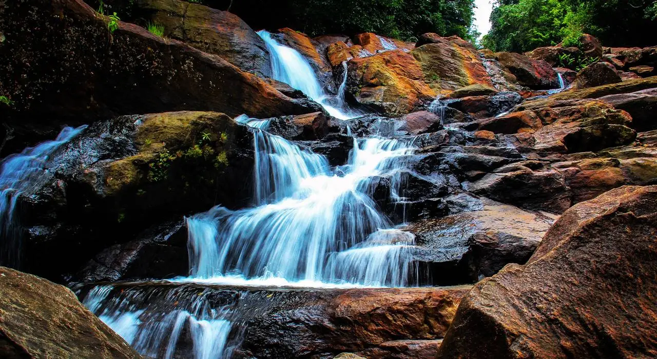 Kanneliya Forest 4