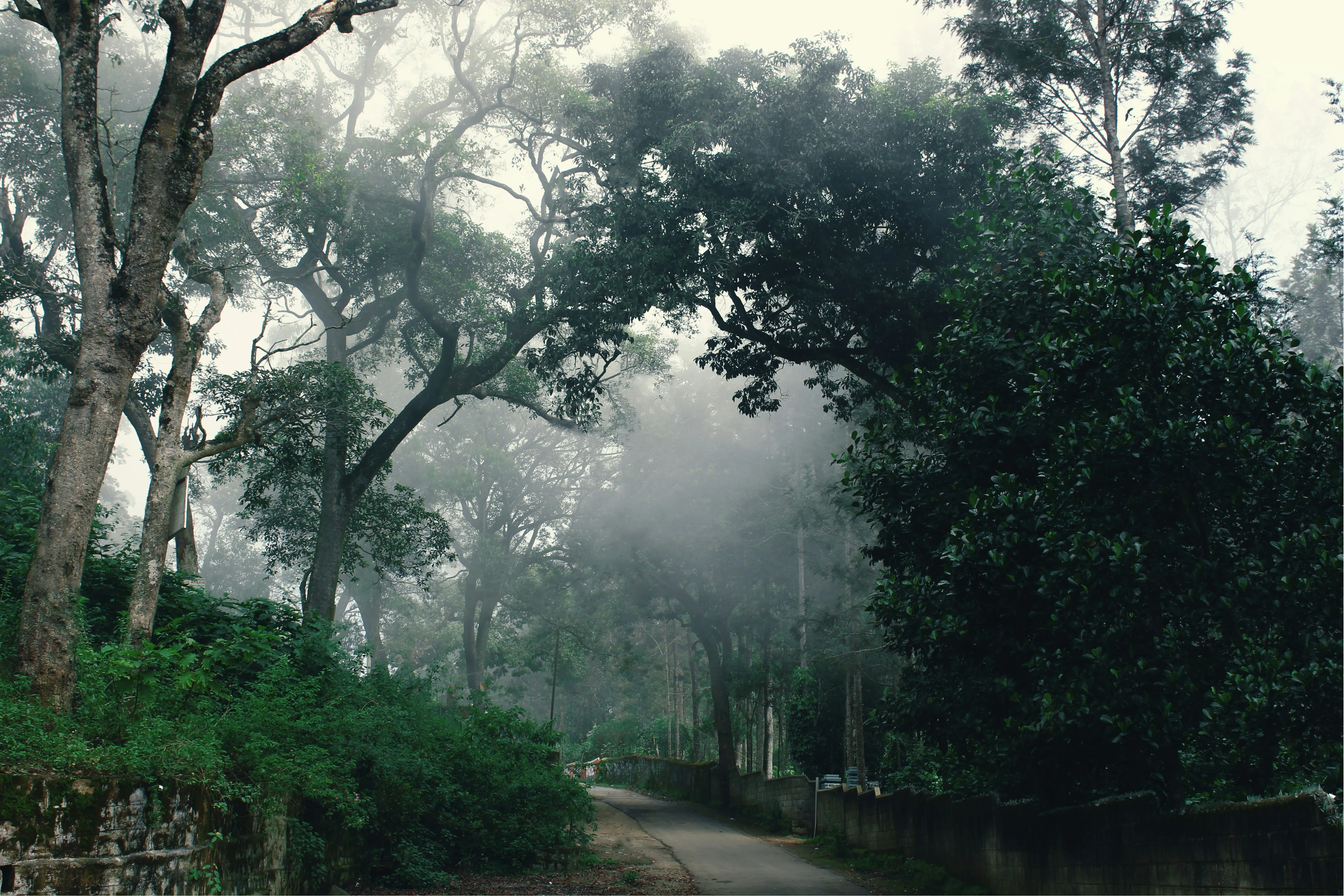 Kanneliya Packages