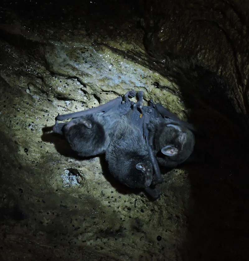 Natural Bat's Cave