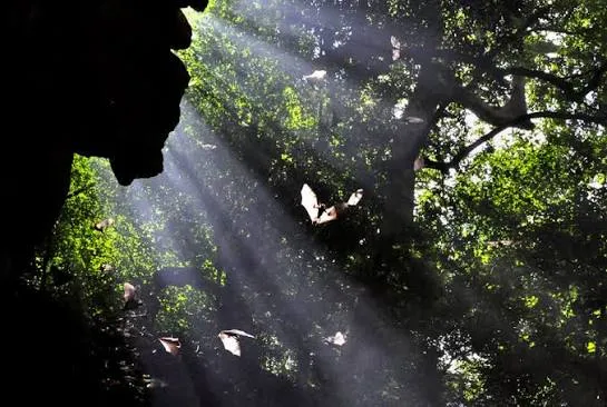 Natural Bat's Cave