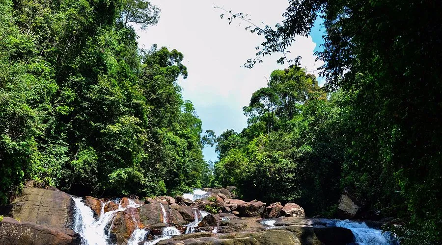 Kanneliya Rain Forest