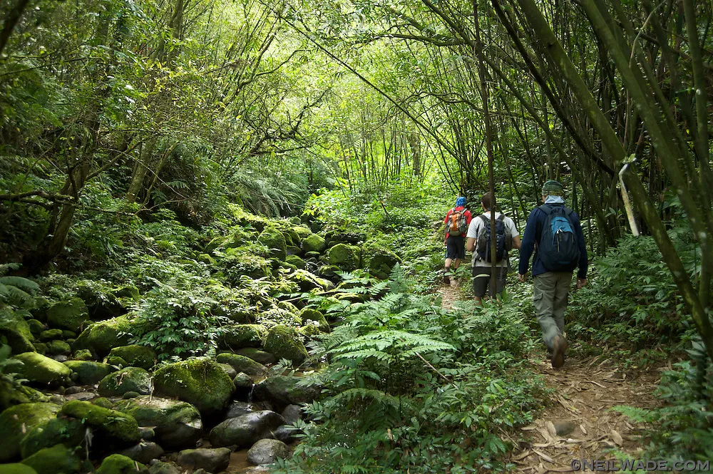 Sinharaja Rain Forest