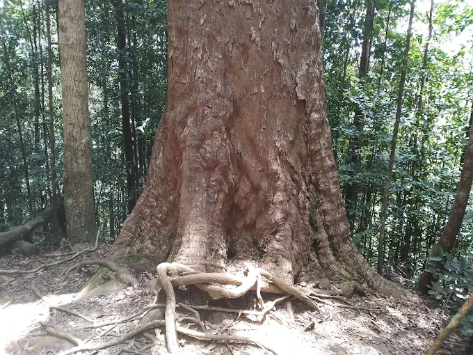 Giant Nawada Tree