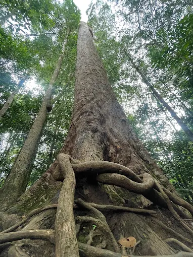 Giant Nawada Tree