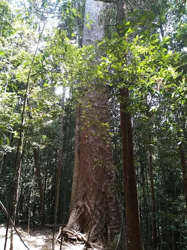 Giant Nawada Tree