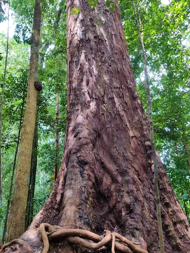 Giant Nawada Tree
