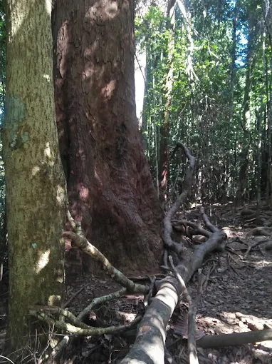 Giant Nawada Tree
