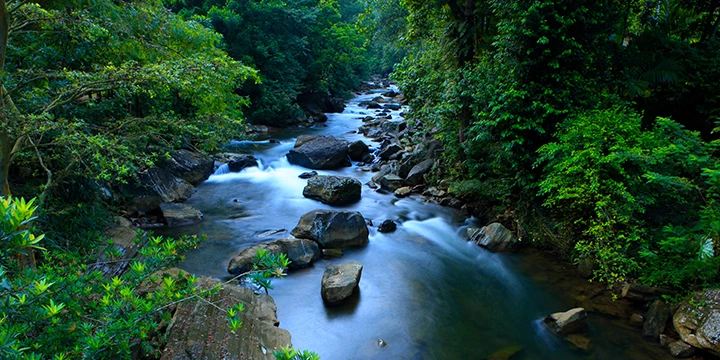 Kanneliya Packages